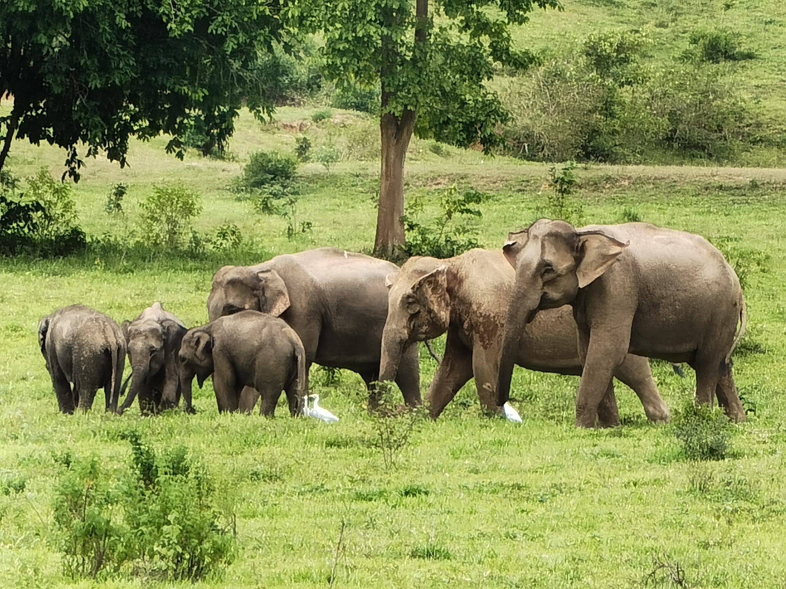 Elefants a Kui Buri, Caraalvent.catFamília d'Elefants a Kui Buri, Caraalvent.cat