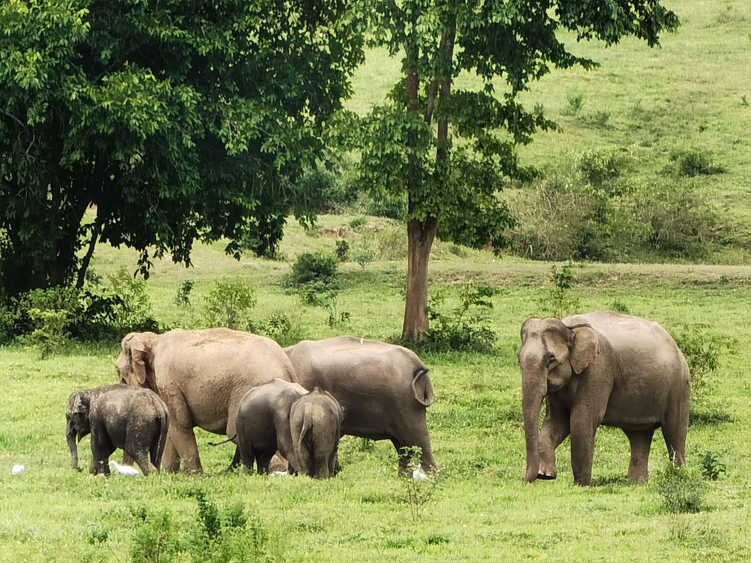 Família d'Elefants a Kui Buri, Caraalvent.cat