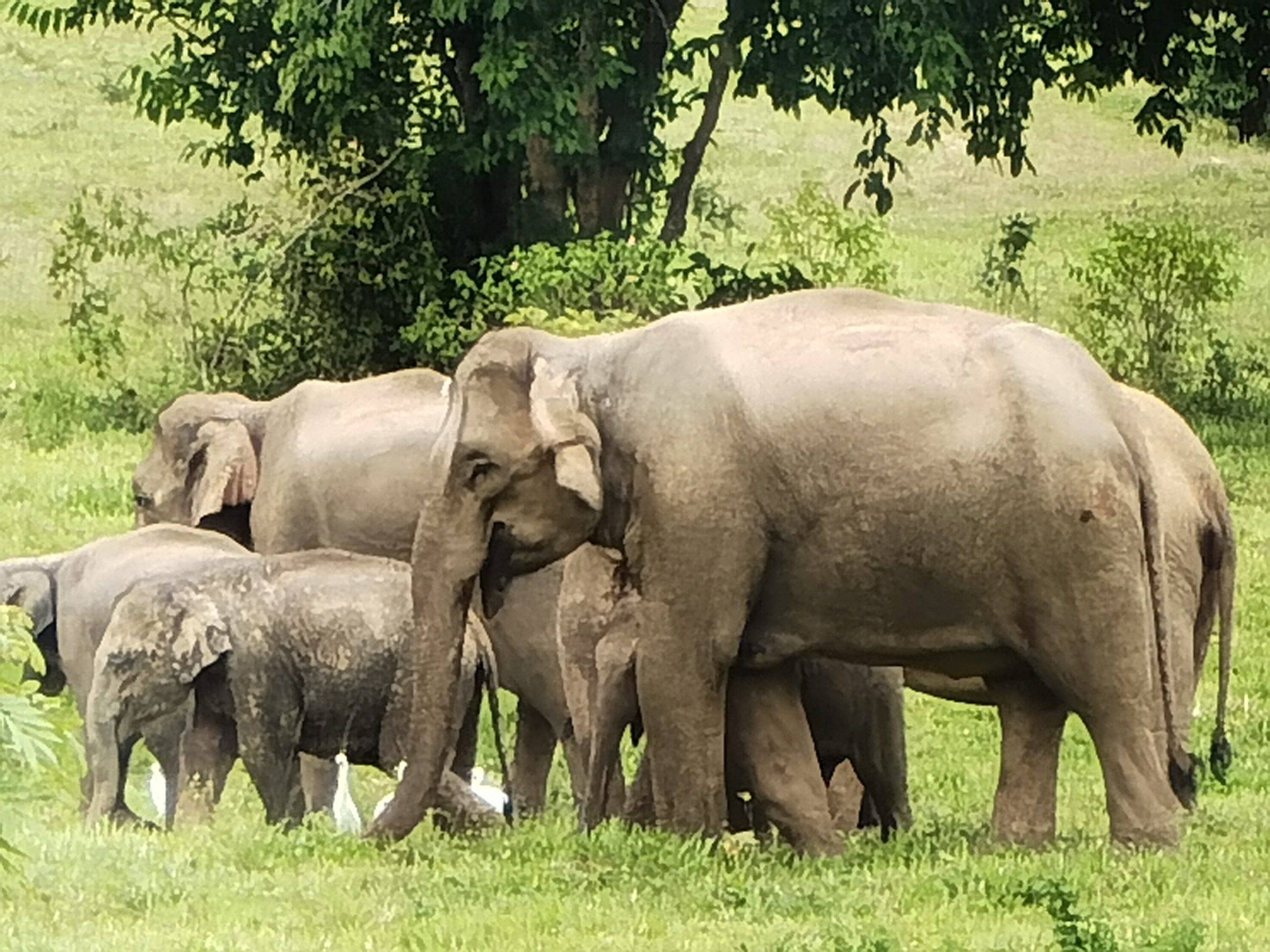 Elefants a Kui Buri, Caraalvent.cat