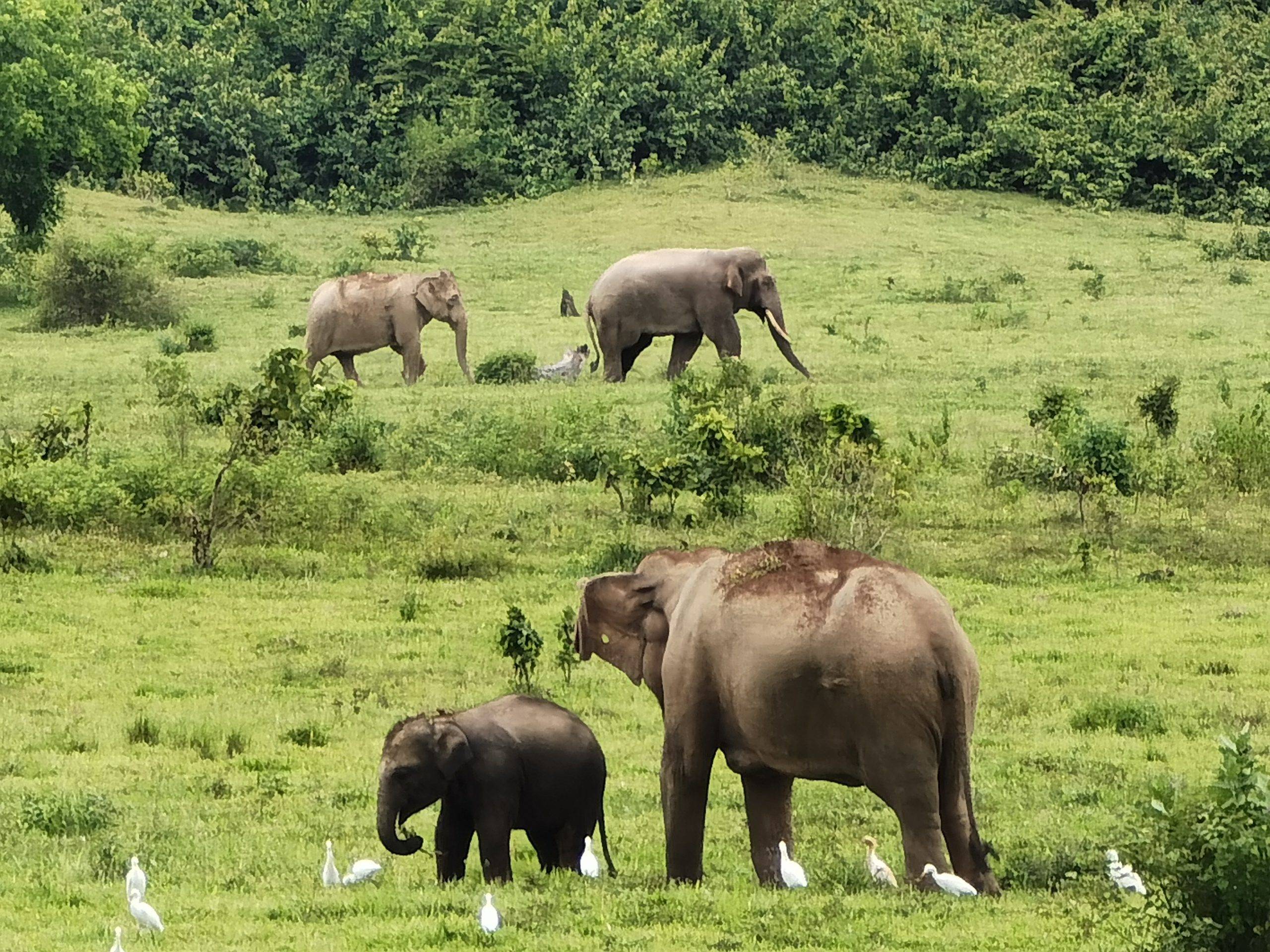 Elefants a Kui Buri, Caraalvent.cat