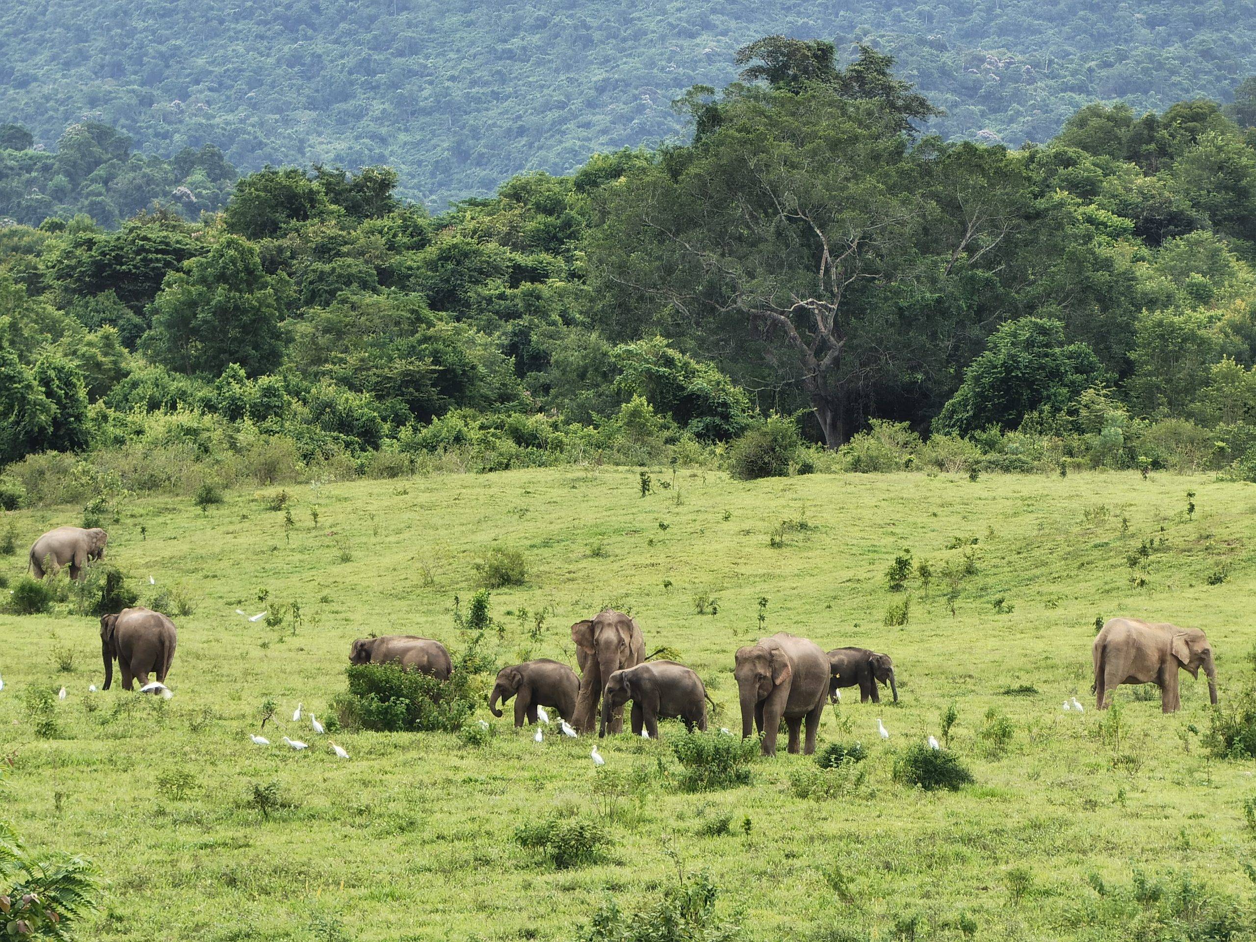 Família d'Elefants a Kui Buri, Caraalvent.cat