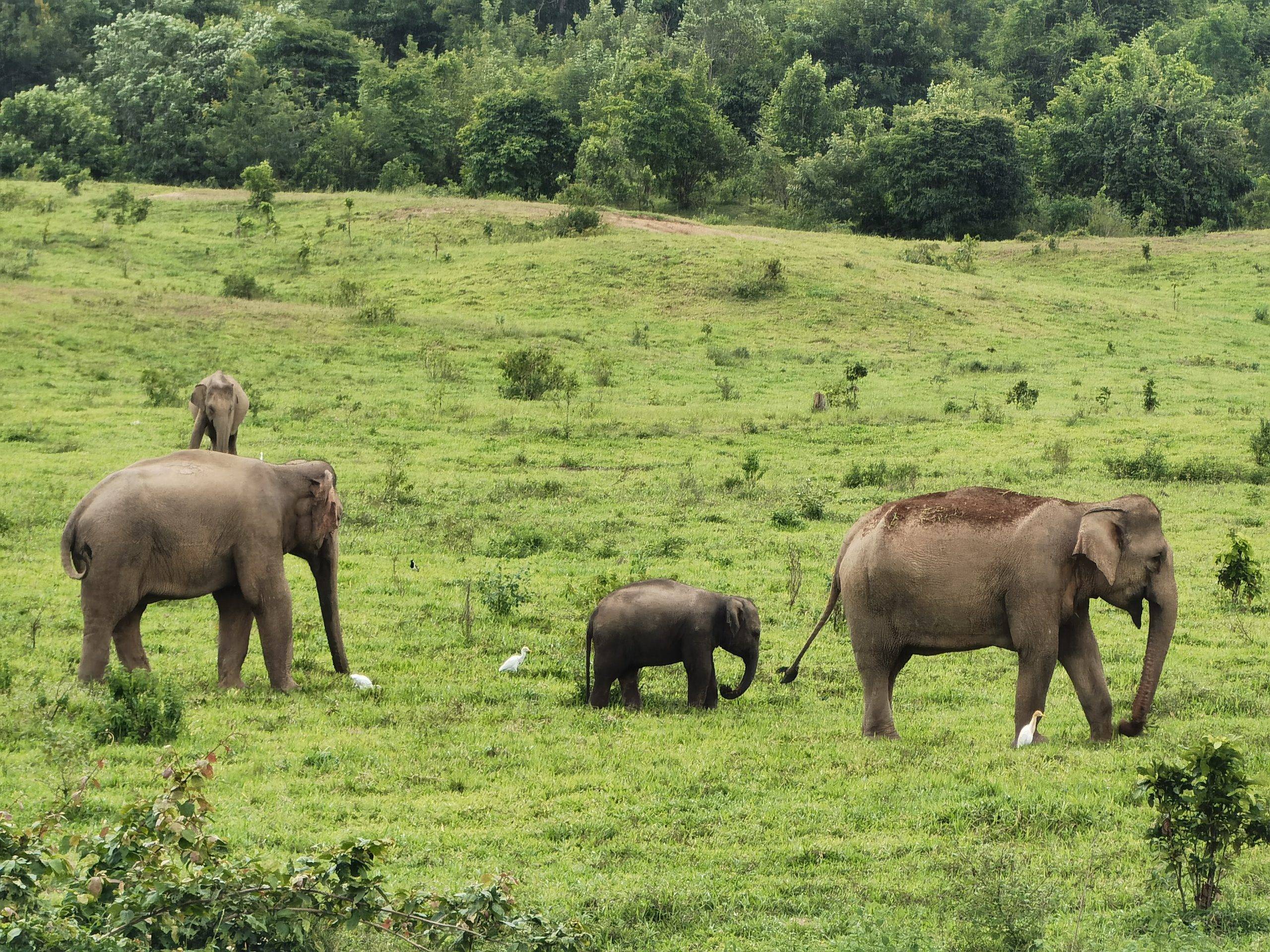 Família d'Elefants a Kui Buri, Caraalvent.cat