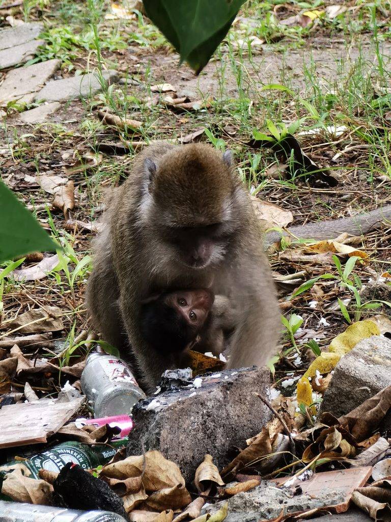Phi Phi Island, Tailandia, Caraalvent.cat